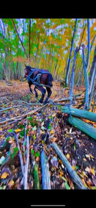 Vand Cârlan de 3 ani