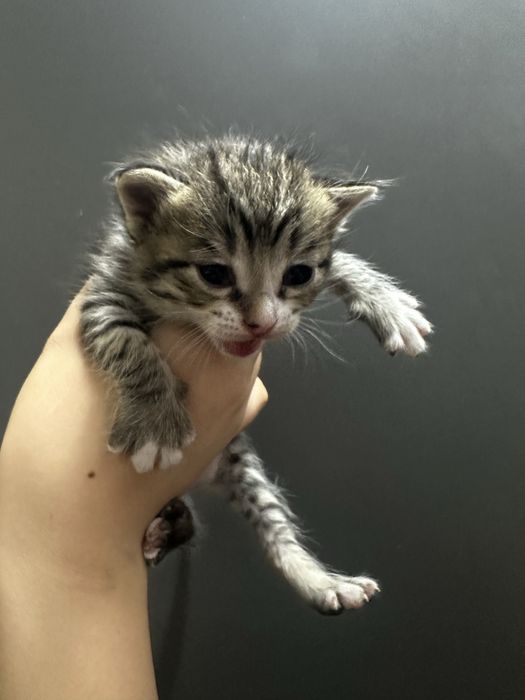 Котята в хорошие руки бесплатно