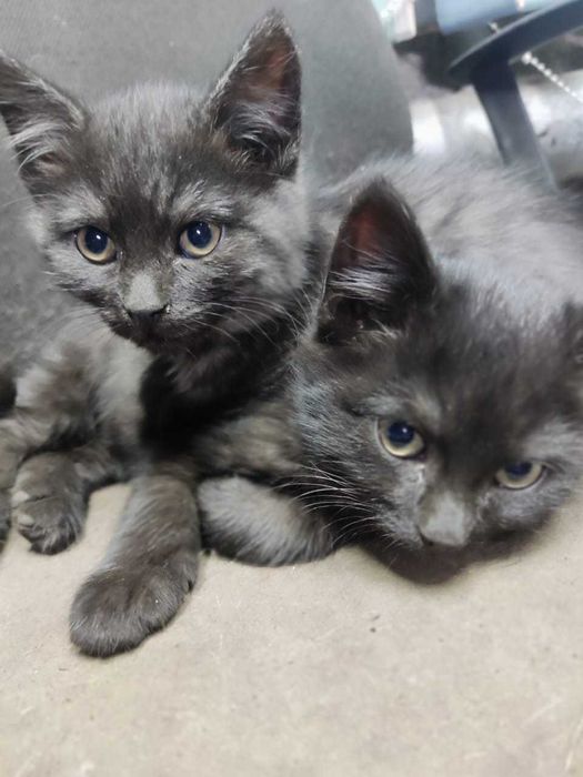 Отдам очаровательных котят, в добрые руки.