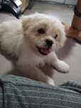 Metis de Shih Tzu