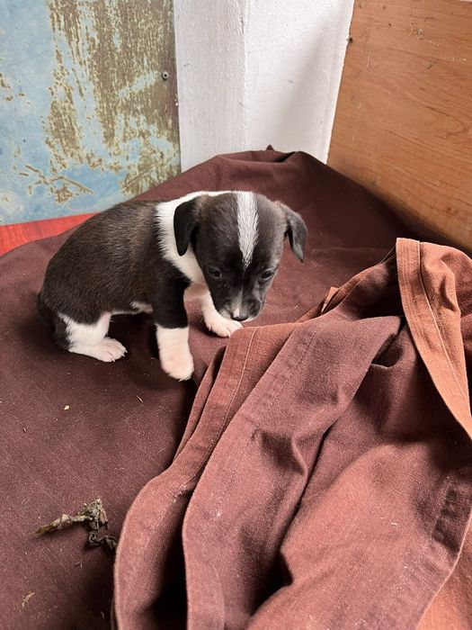 Adopție cățeluşi talie mică