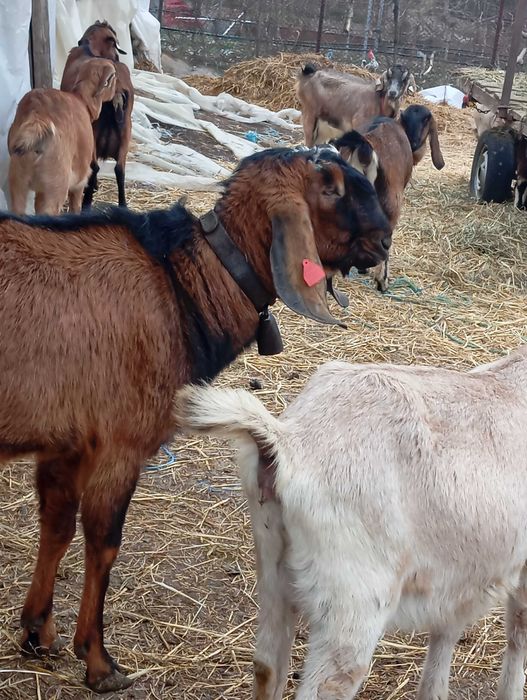 Tapișor de vânzare din tata cu pedigree și mama F3 3 l la mulsoare.