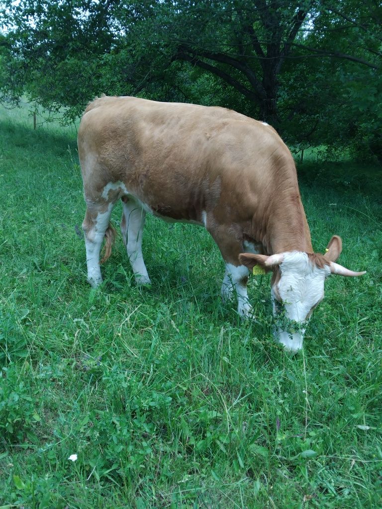 Vând vacă gestantă și junincă bălțată românească.