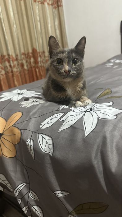 Отдам котят добрые руки