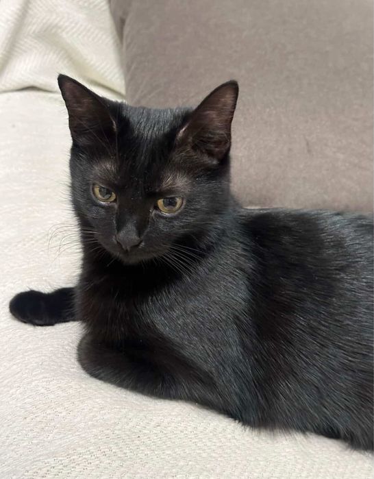 Отдам кошку с автолотком и автокормушкой