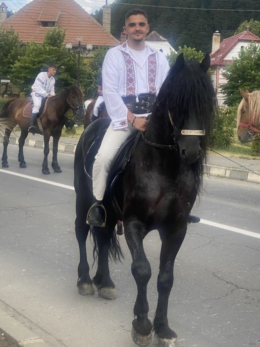 Armăsar , metis frizian de 5 ani