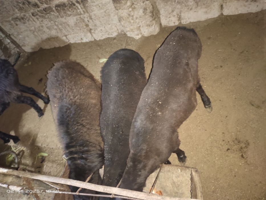 Барра кузилар тирик вазинга  сотилади.