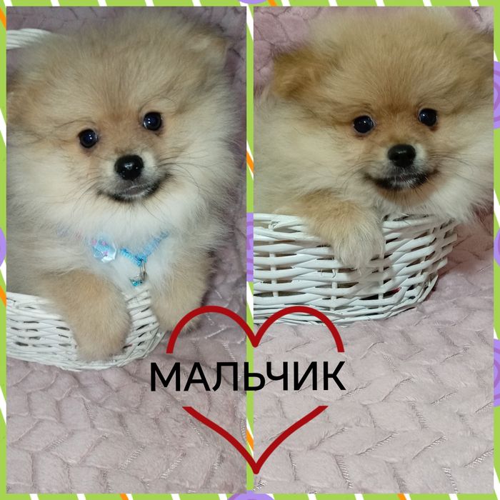 Шикарные щенята померанского шпица миники. Возраст 2 месяца. Доставка