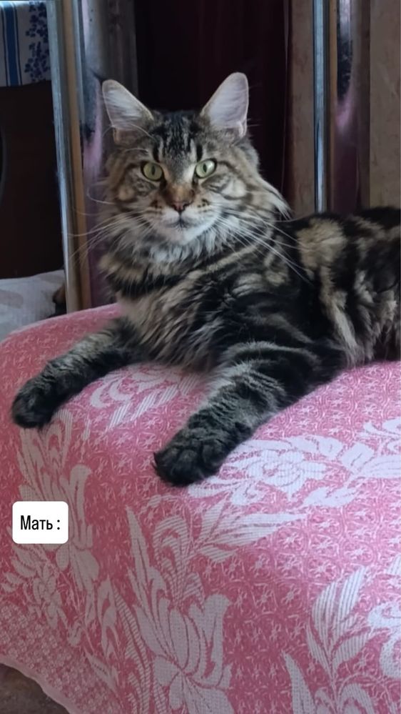 Котенок мейн-кун 1,5 месяца