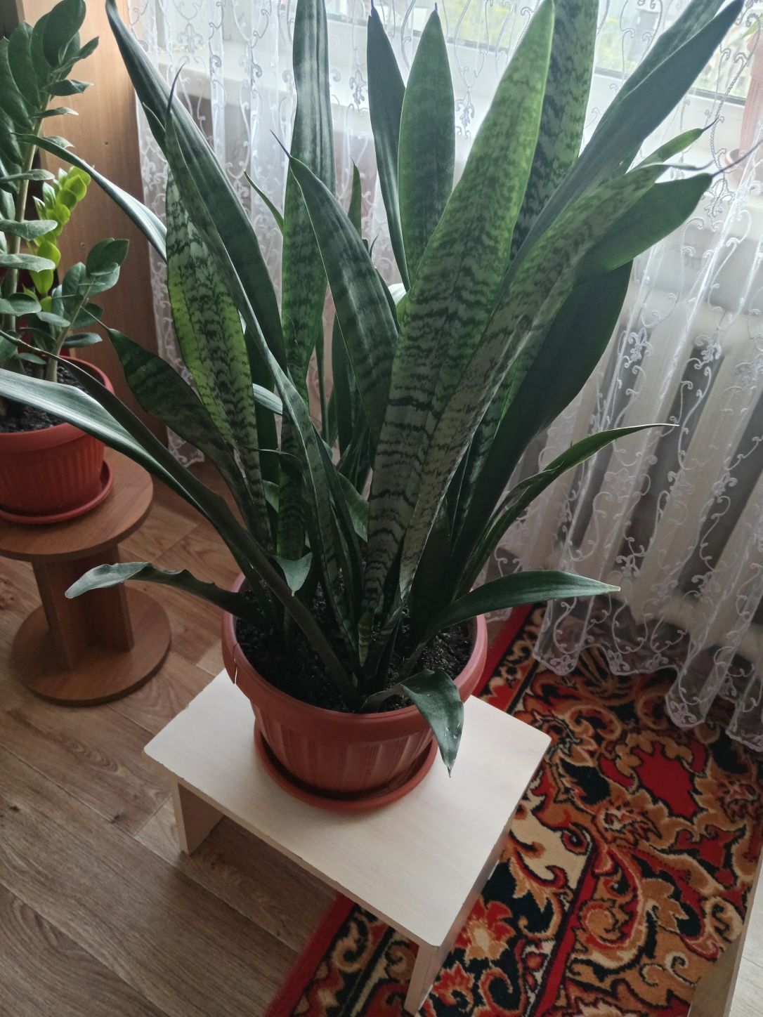 Продам крупную сенсеверию. Шикарное украшения для дома и офиса.