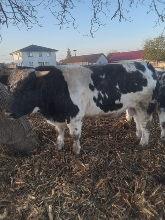 Vitei 400 -600 kg, pret 22 lei /kg