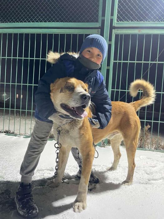 Продается готовый боец