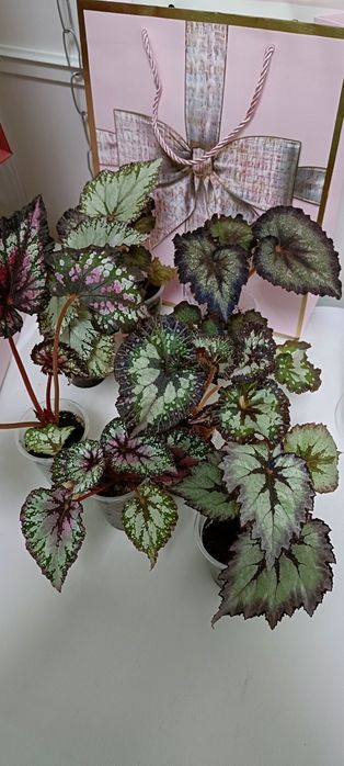 Бегонии:1800 тенге