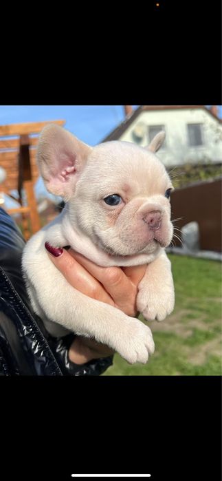 Bulldog francez platinum