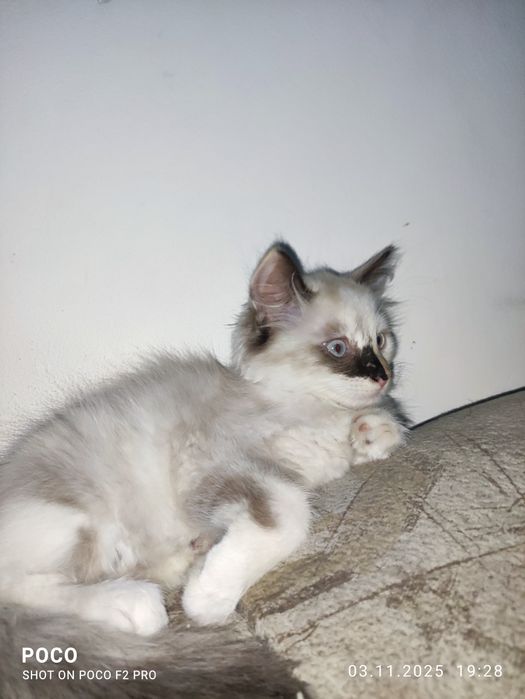 Отдам котенка в хорошие руки