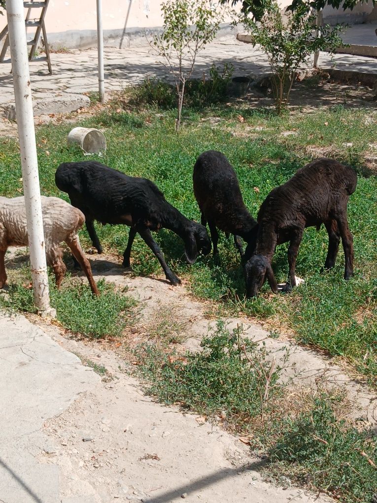 Qoyla sotiladi  k