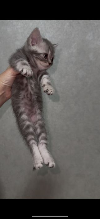 Британские котята