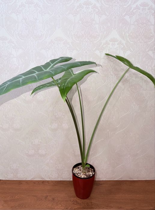 Алоказия, комнатные растения, комнатные цветы