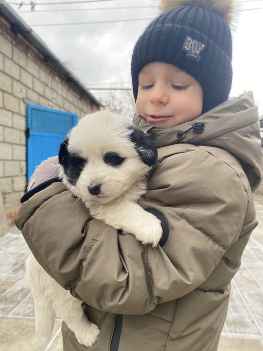 Щенки отдам бесплатно