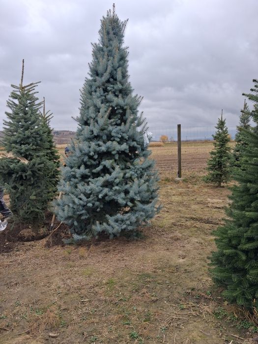 Vând plante ornametale