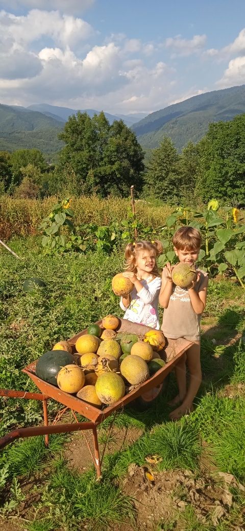 Teren munte de vis!