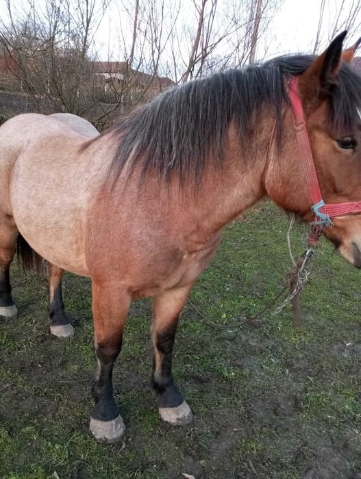 Vând iapă mânză gestantă – 2,5 ani, prima fătare