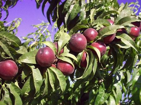 Pomi Fructiferi la Ghiveci (Nectarin )