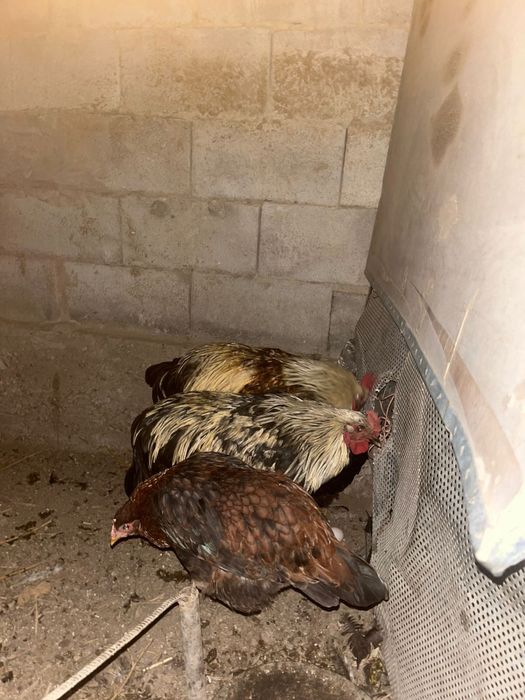 Петух , домашний