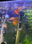 Guppy mix.Livrare în toata țara