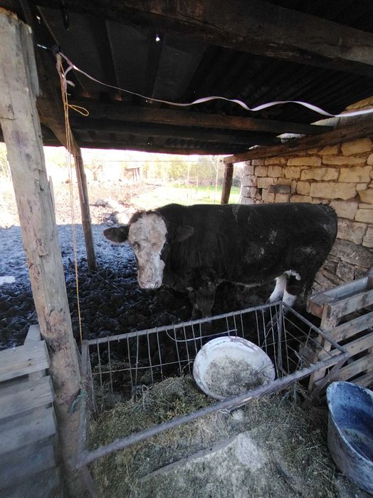 Мъжко теле месодайно