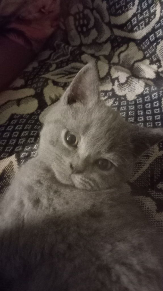 British shorthair