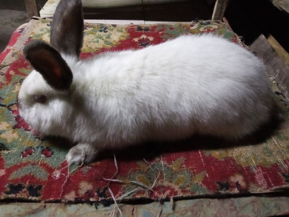 YEVRO kaliforniya sotiladi!!