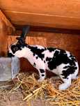 Vand mascul rex dalmatian