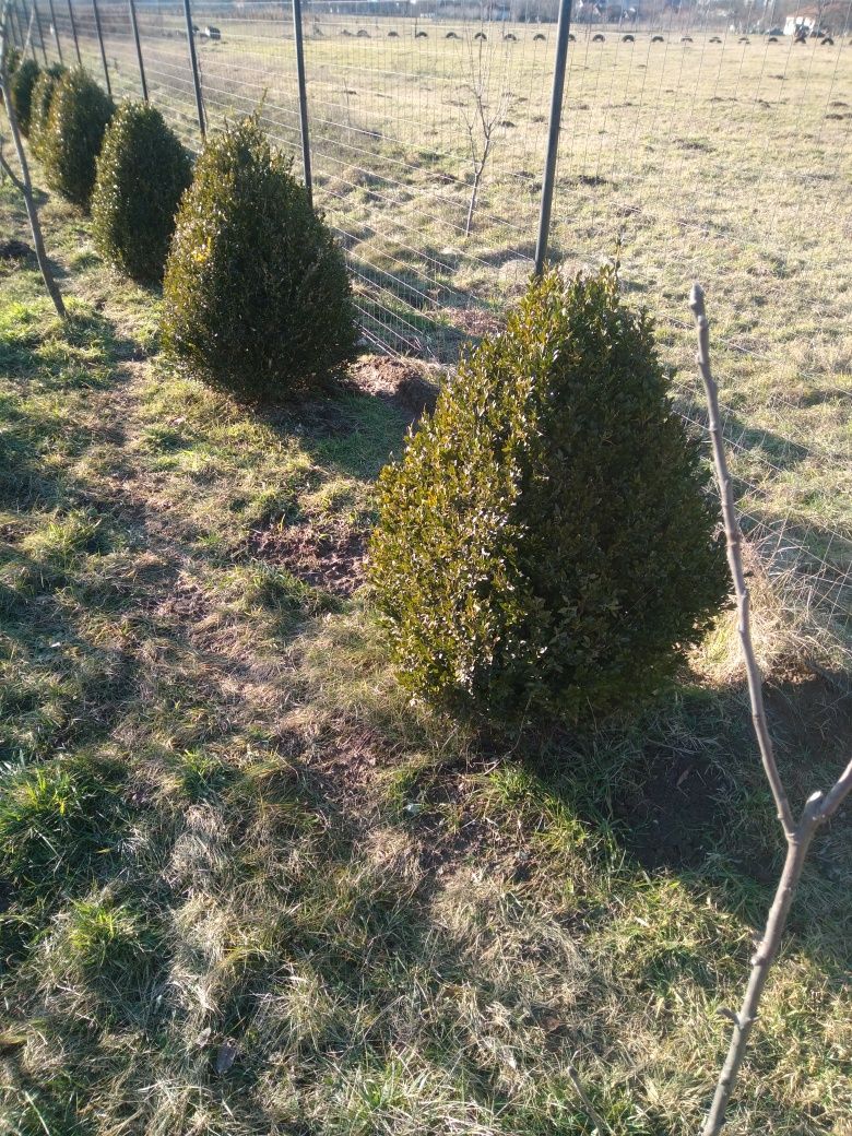 Vand Buxus la bucata