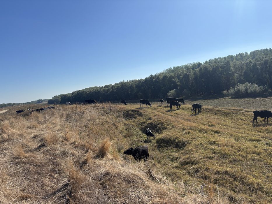 Vaci reforma,Vitei si vitele !