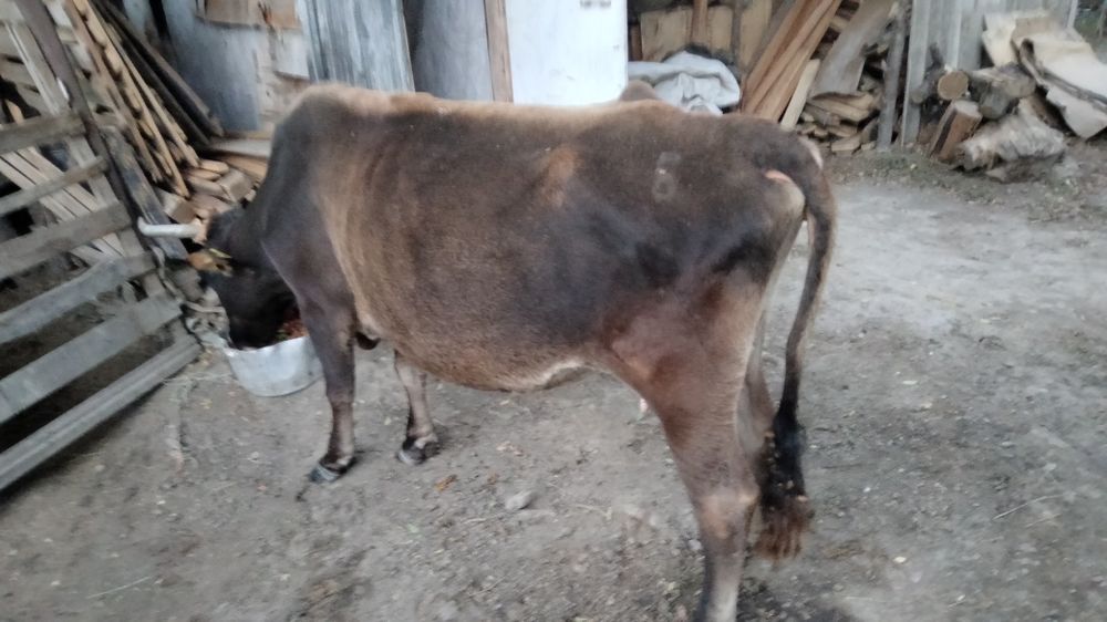 Сиыр сатылады багасы келисимди