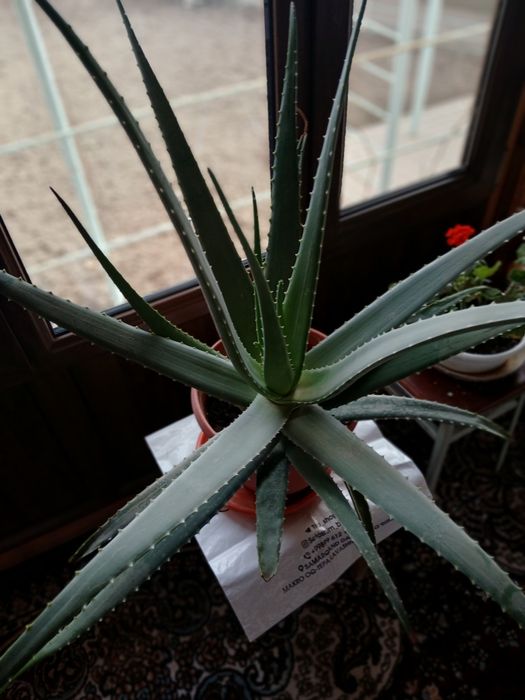 Алоэ вера целебный.4 года