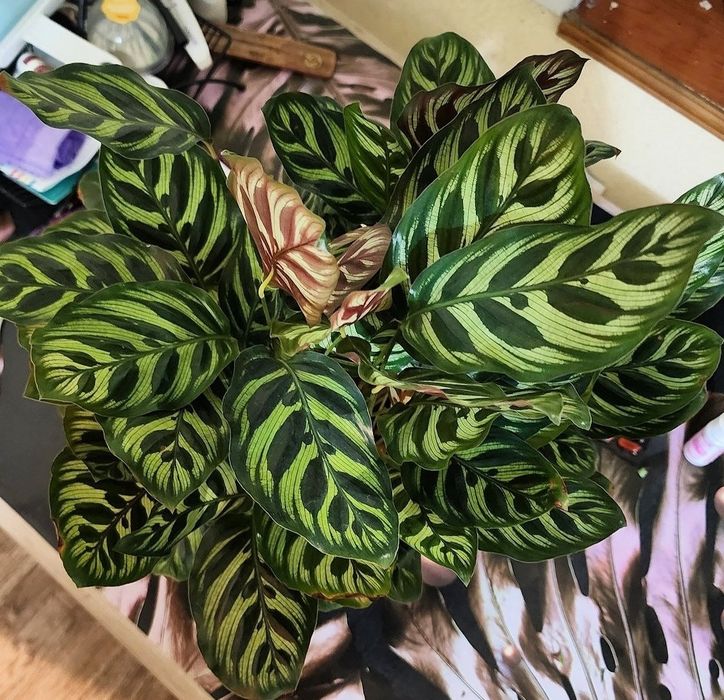 Калатея "Макояна"