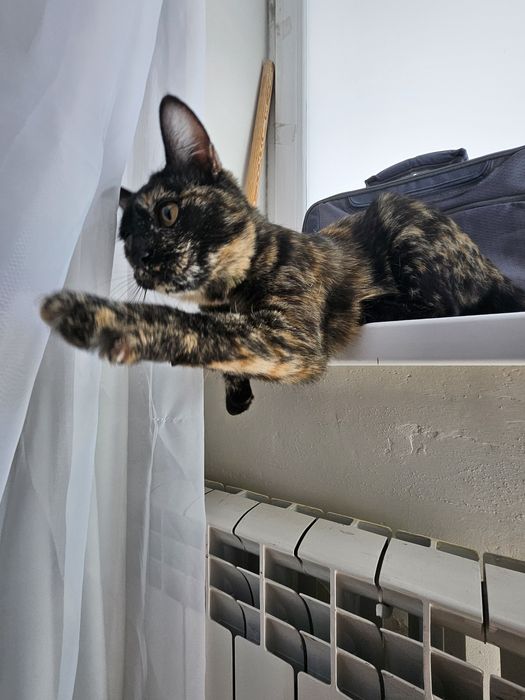 Отдам в добрые руки котёнка