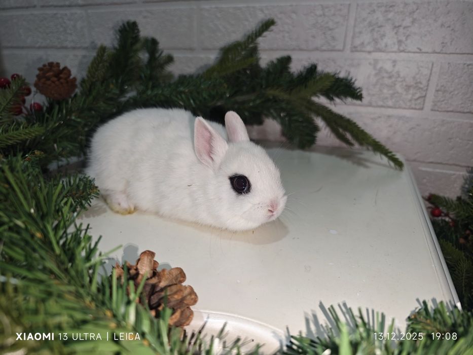 Кролик карликовый хотот
Ёши: 37  кунлик
Жинси: самец
Вазни: улч