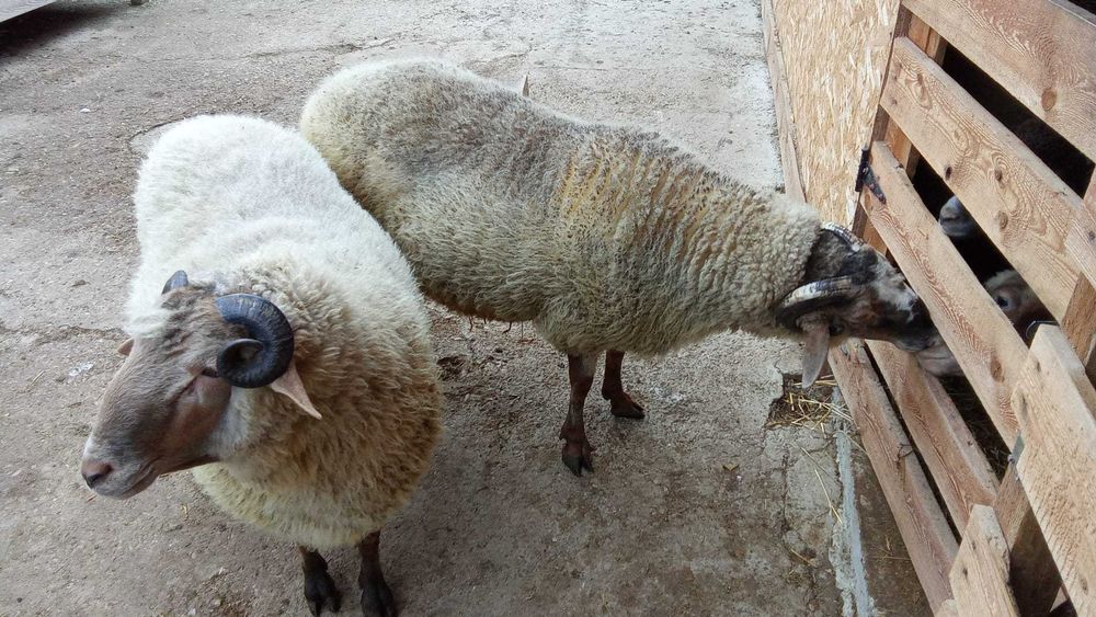 Vand 3 berbeci  Borduselu