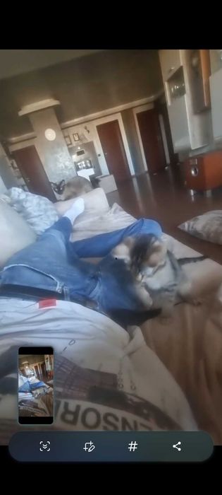 Спасено от улицата коте , спешно търси своя нов дом .