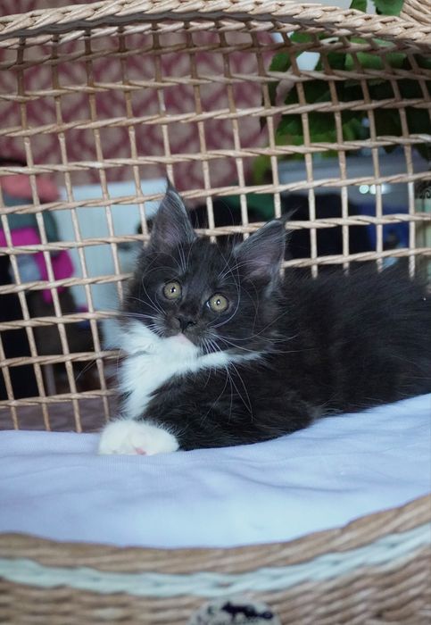 Мейнкун девочка, ласковая, яркая.