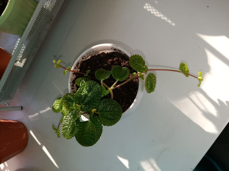 Комнатное растение. Пилея.