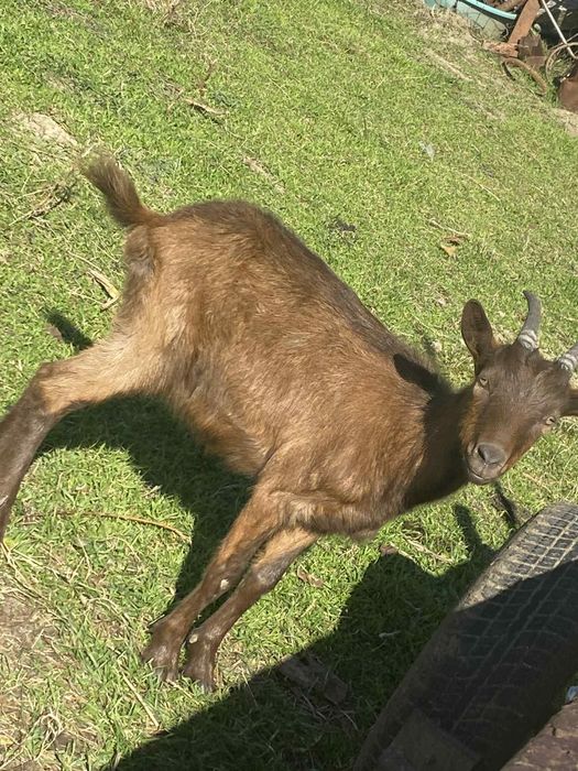 Vând 3 iede și 2 țăpulenii