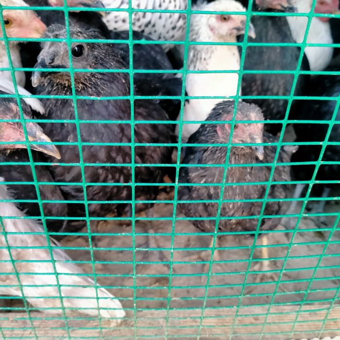 Jojalar sotiladi xarxil jersi gibrit