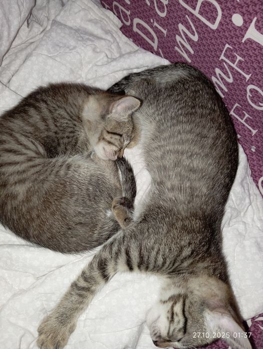 Отдам в добрые руки