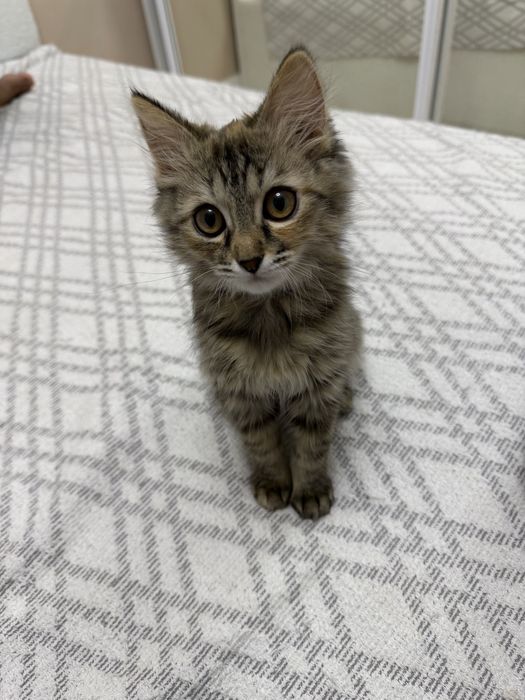 Отдам даром котенка