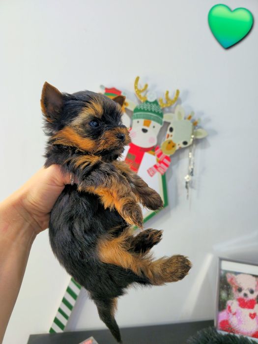 Йоркширски териер