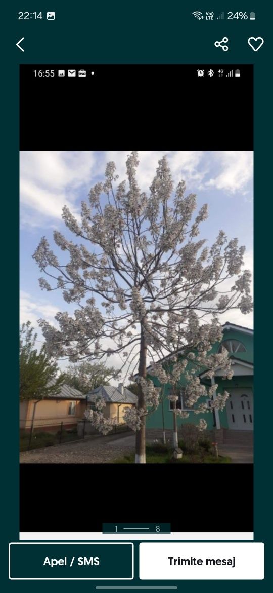 Paulownia Tomentosa Shoot Cu Flori roz
Paulownia Tomentosa Prin